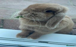 Mini Lop rabbits for sale: Pair of beautiful mini lops - Image 8