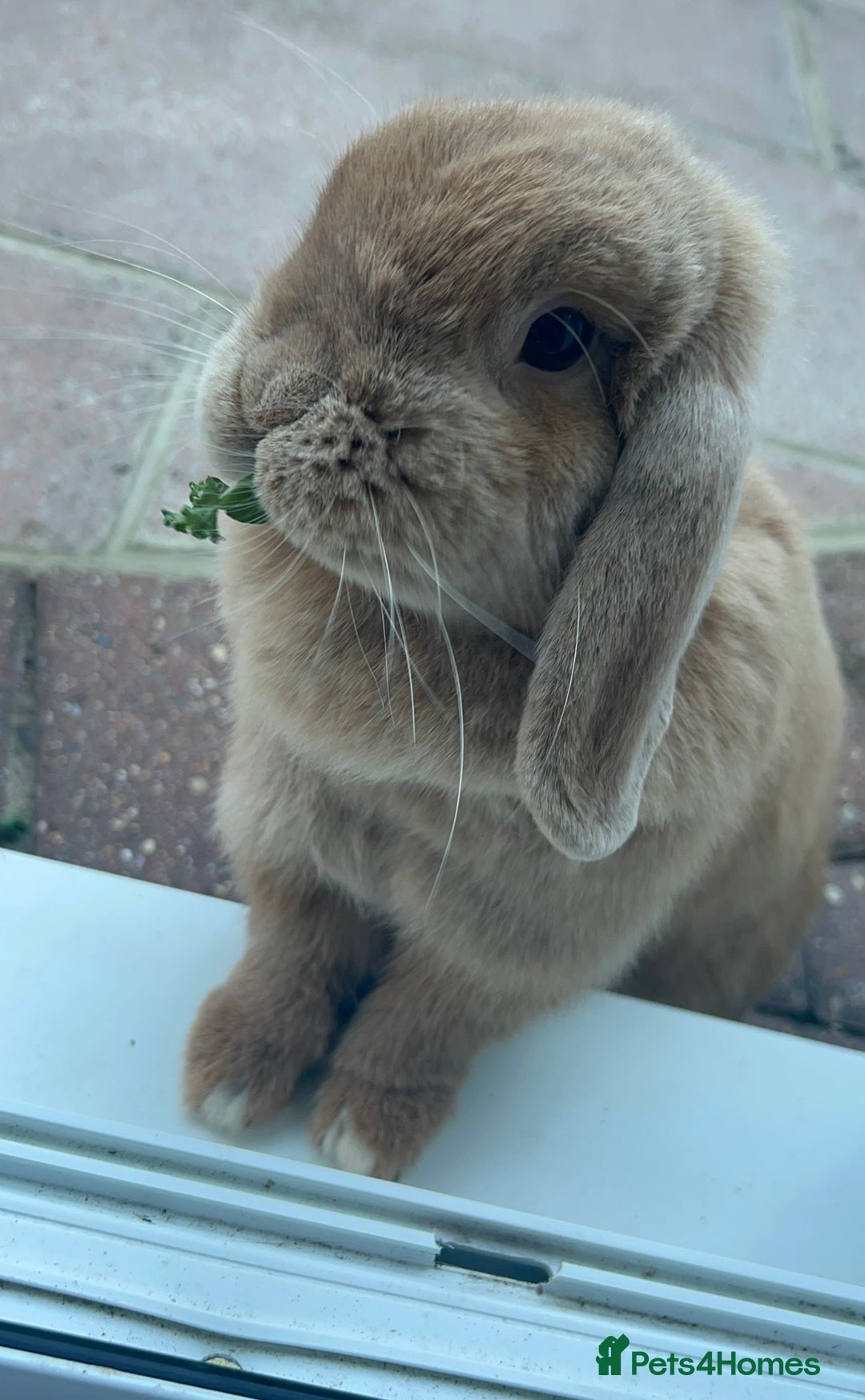 Mini Lop rabbits for sale: Pair of beautiful mini lops - Image 8