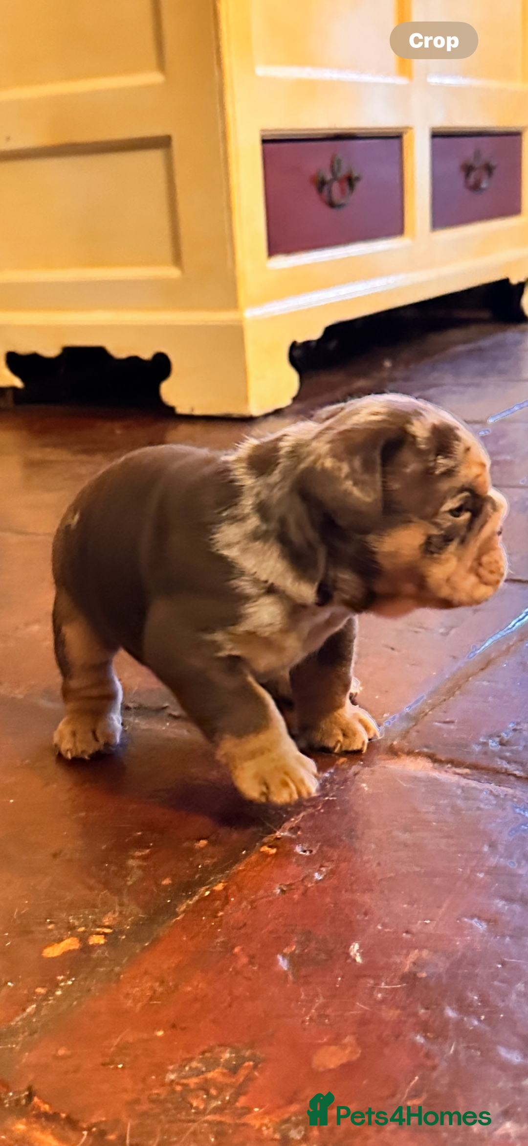 English Bulldog dogs for sale: English bulldogs  - Advert 5