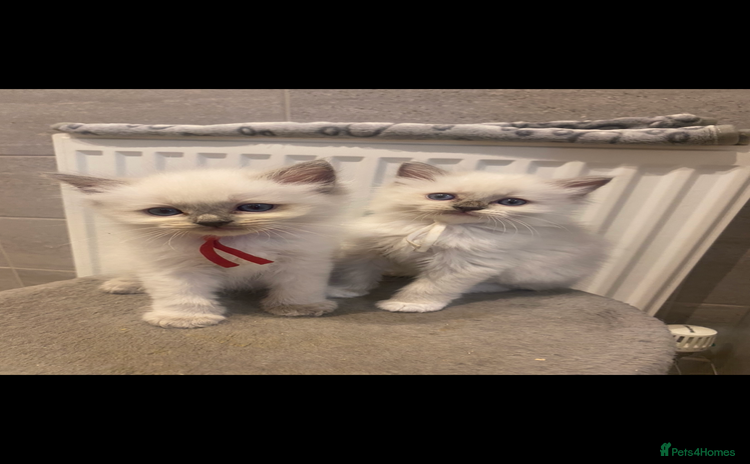 Ragdoll cats in Cwmbran - Advert 17