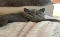 British Shorthair cats for sale: Prudence & pipers babies - Image 3