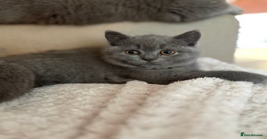 British Shorthair cats - Advert 2