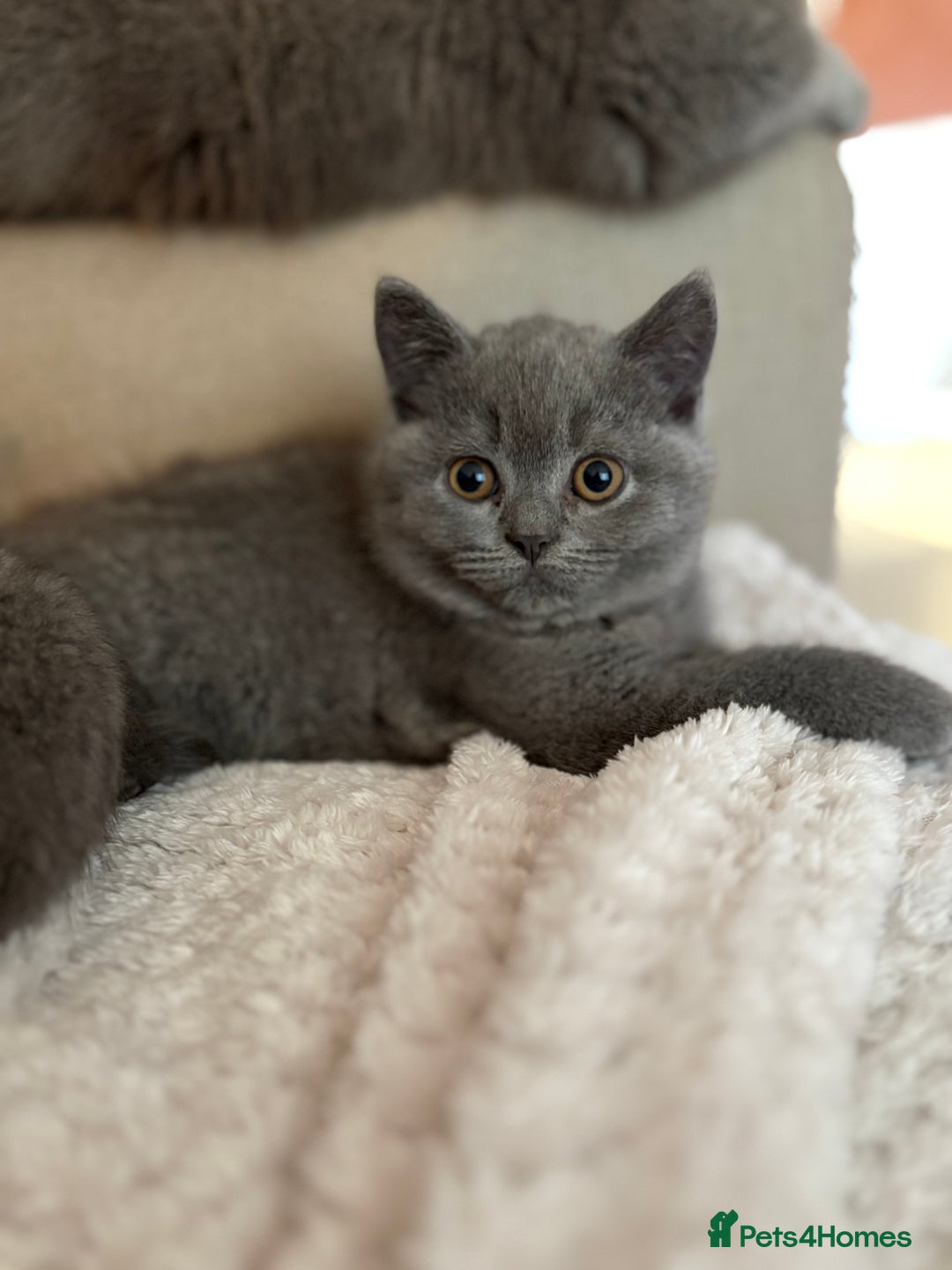British Shorthair cats for sale: Prudence & pipers babies - Image 3