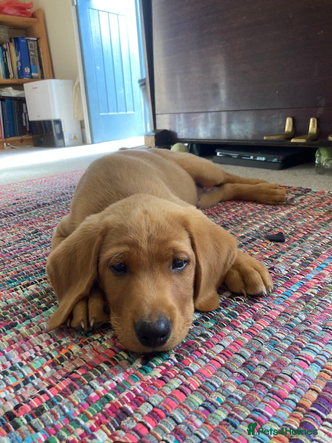 Labrador Retriever dogs for sale: Gorgeous fox red Labrador - Image 4