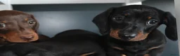 Miniature Dachshund dogs for sale: Beautiful miniature dachshund puppies  - Advert 14