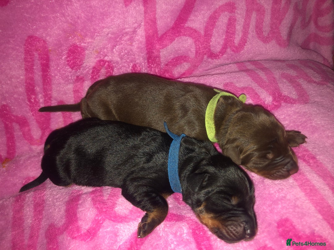 Dobermann dogs for sale: European Dobermann puppies for sale  - Image 9