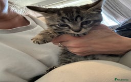 Mixed Breed cats for sale: Beautiful kittens  - Image 4