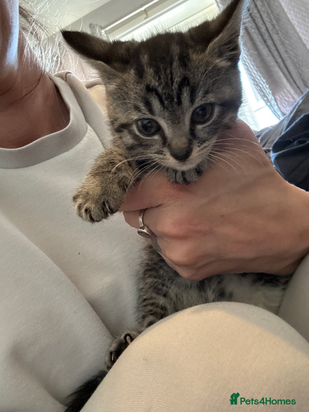 Mixed Breed cats for sale: Beautiful kittens  - Image 4