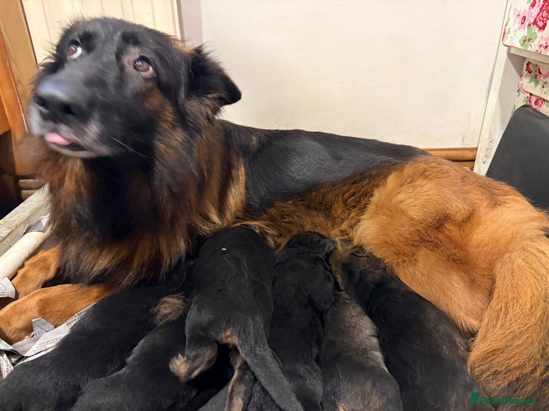 German Shepherd dogs for sale: German shepherd puppies  - Advert 4