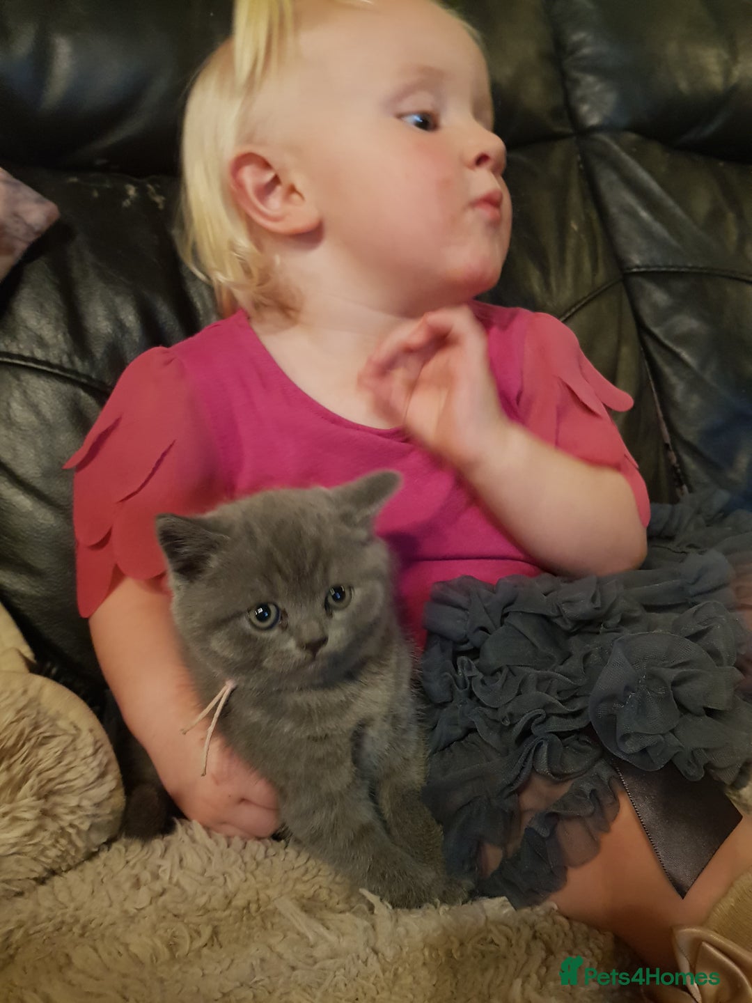 British Shorthair cats for sale: BSH blue Pedigree kittens - Image 3
