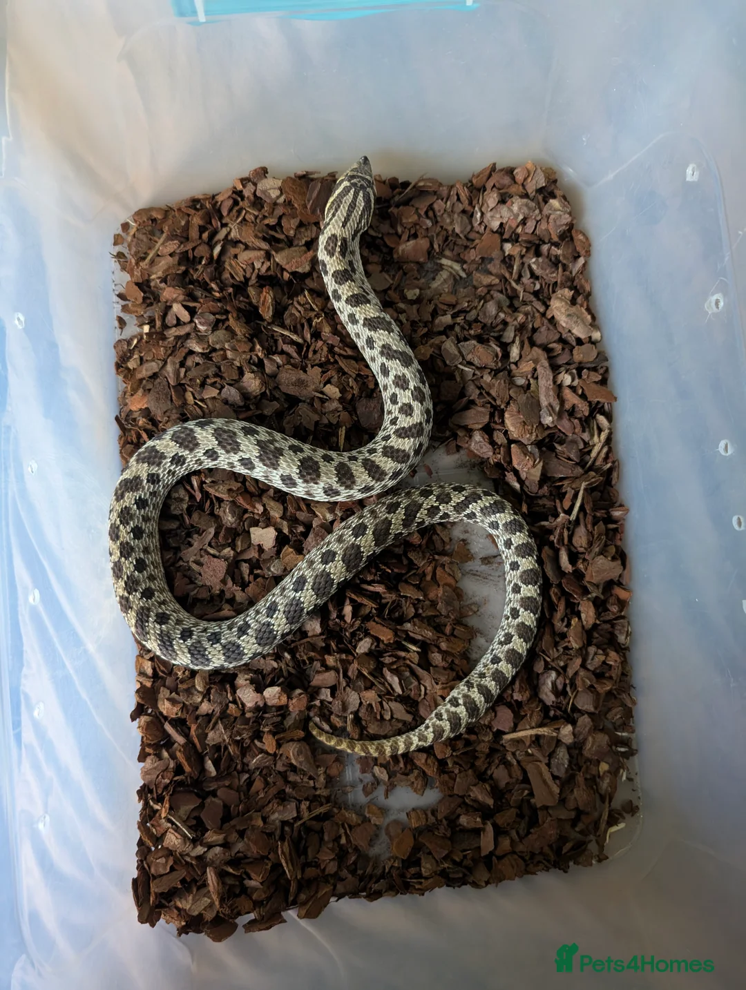 Snake reptiles for sale: Hognose snake for sale  - Advert 2