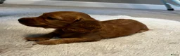 Miniature Dachshund dogs for sale: Gorgeous long haired miniature dachshund  - Advert 9
