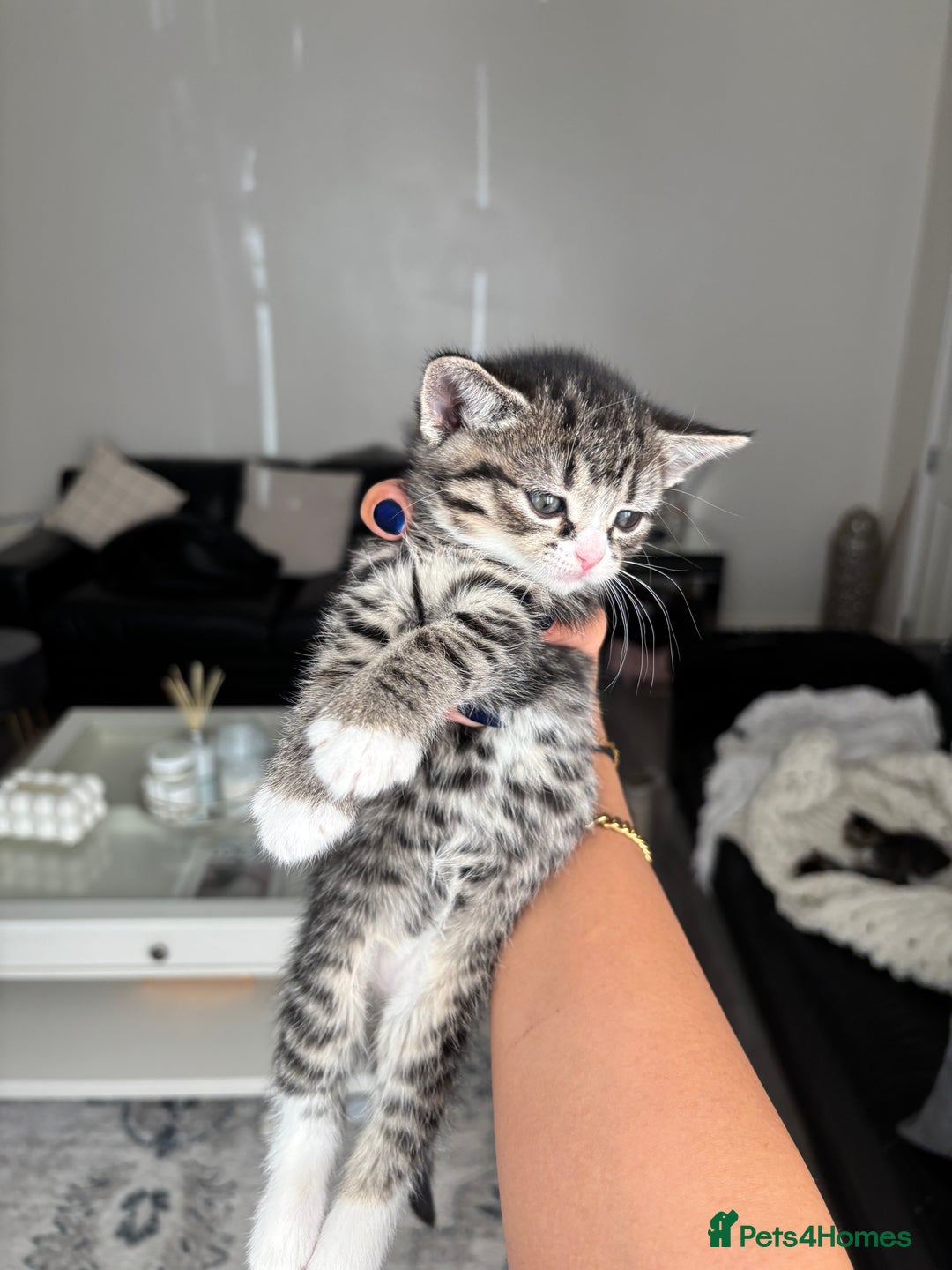 Domestic Shorthair cats for sale: 6 female kitten for sale - Image 4
