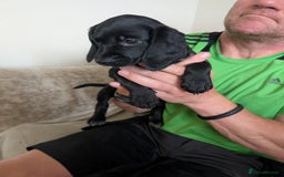 Mixed Breed dogs for sale: 1 boy and 3 girls bocker beagle cross spaniel  - Image 11
