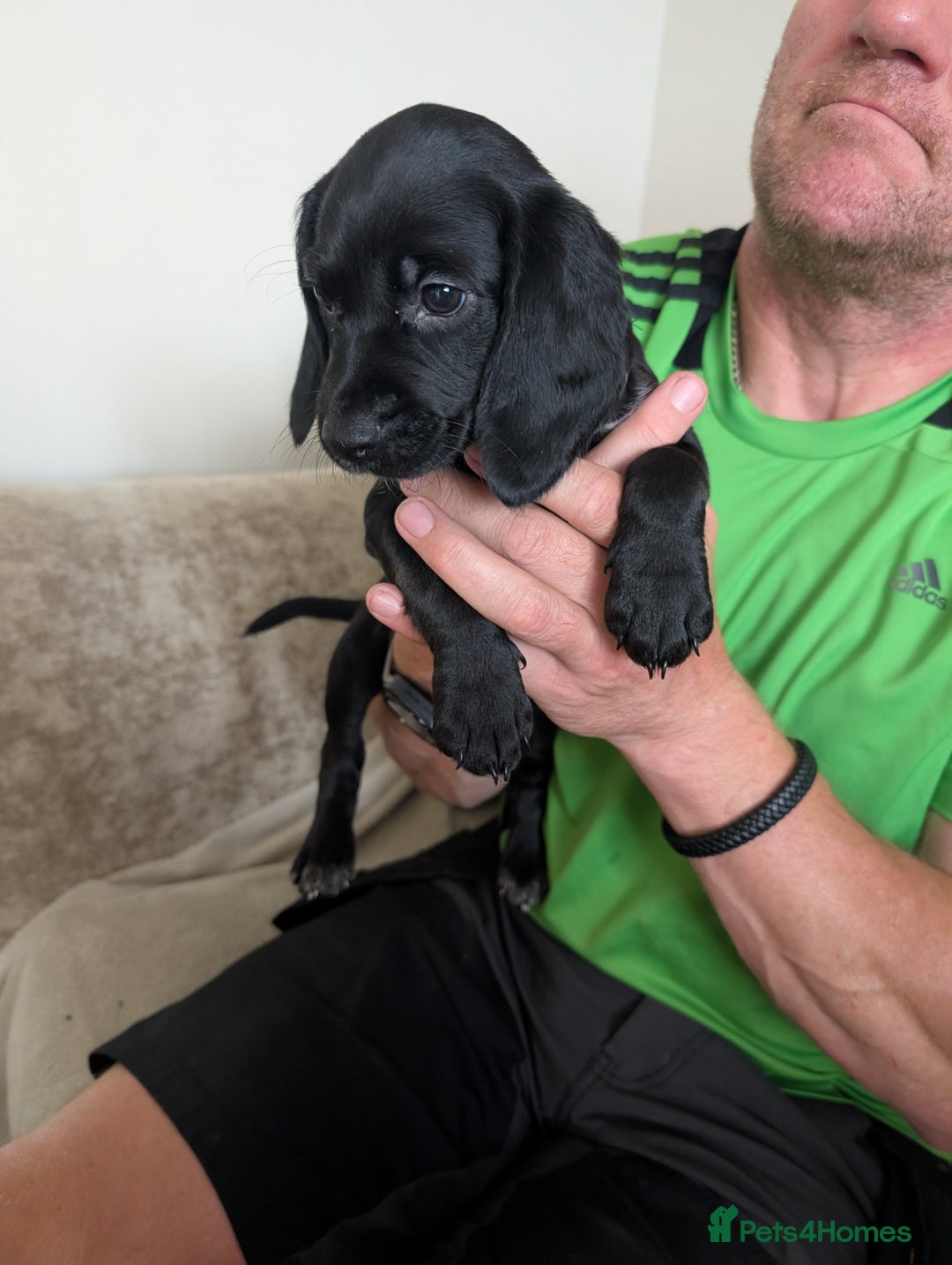 Mixed Breed dogs for sale: 1 boy and 3 girls bocker beagle cross spaniel  - Image 11