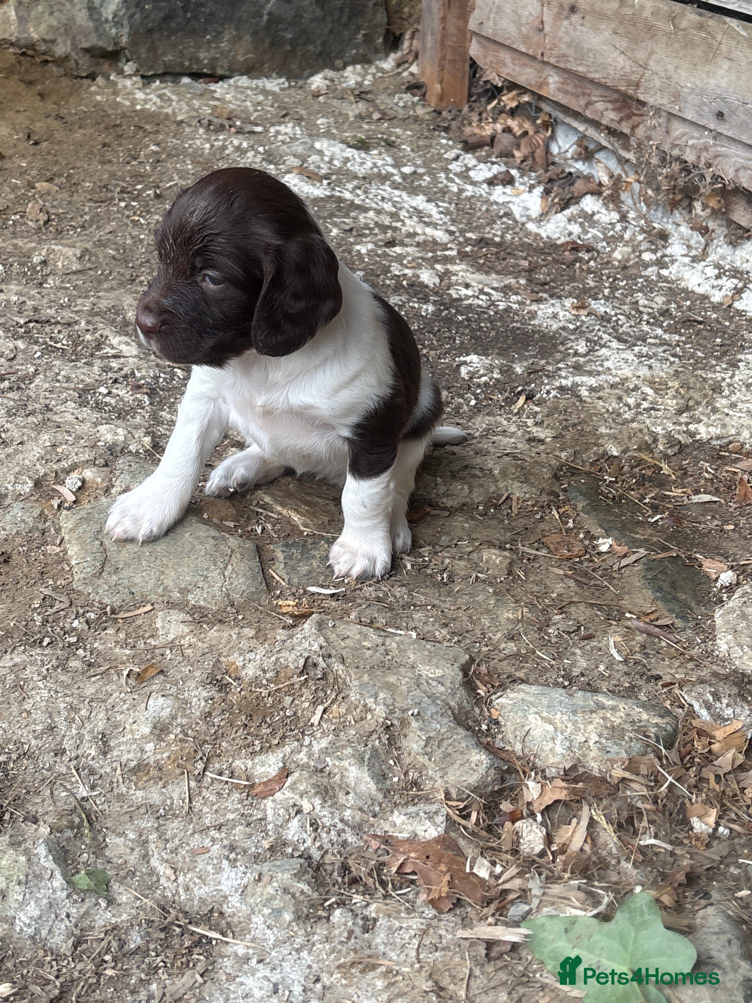 English Springer Spaniel dogs Beautiful intelligent springer puppies  - Advert 2