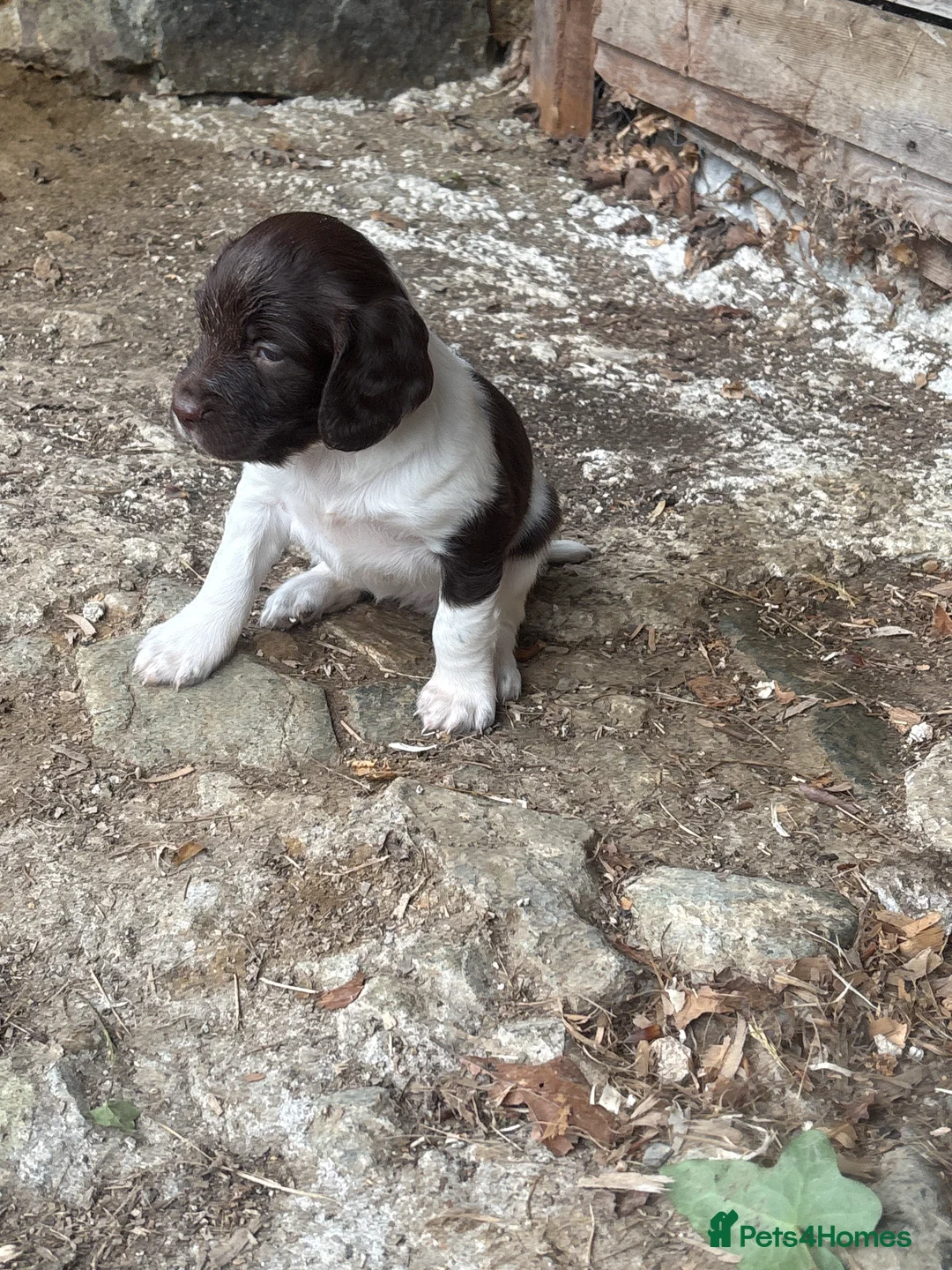 English Springer Spaniel dogs for sale: Beautiful intelligent springer puppies  - Advert 2