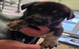 Mixed Breed dogs for sale: German sheprador - Image 1