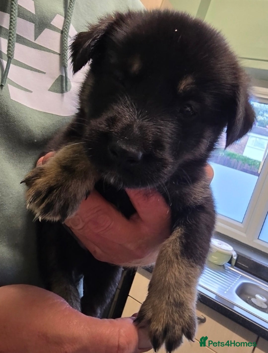 Mixed Breed dogs for sale: German sheprador - Image 1