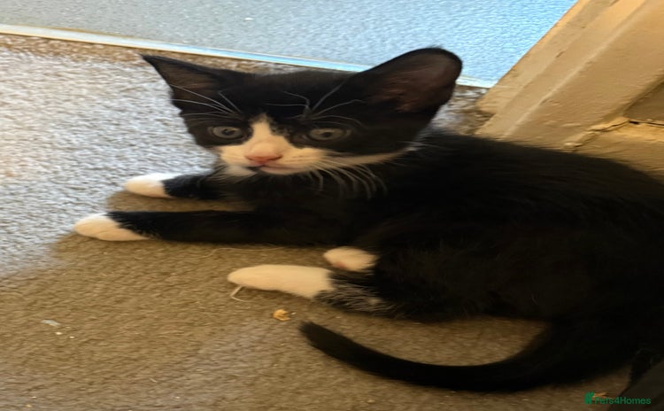Domestic Shorthair cats - Advert 2