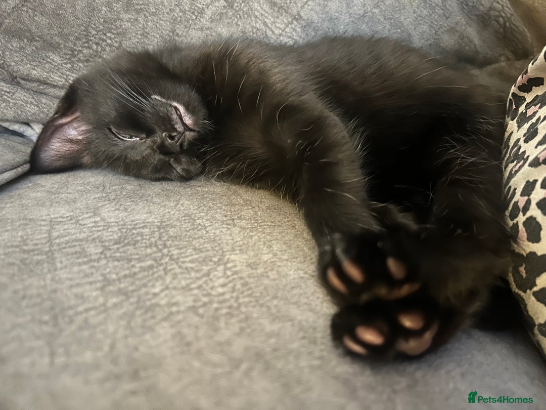 Domestic Shorthair cats for sale: Kittens  - Image 5