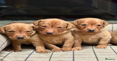 Labrador Retriever dogs - Advert 11