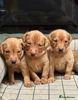 Labrador Retriever dogs - Advert 11