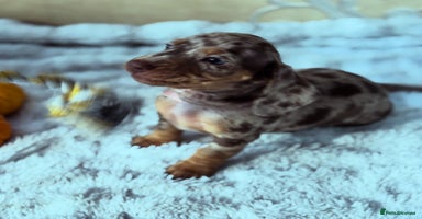 Dachshund dogs - Advert 11