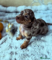 Dachshund dogs - Advert 11