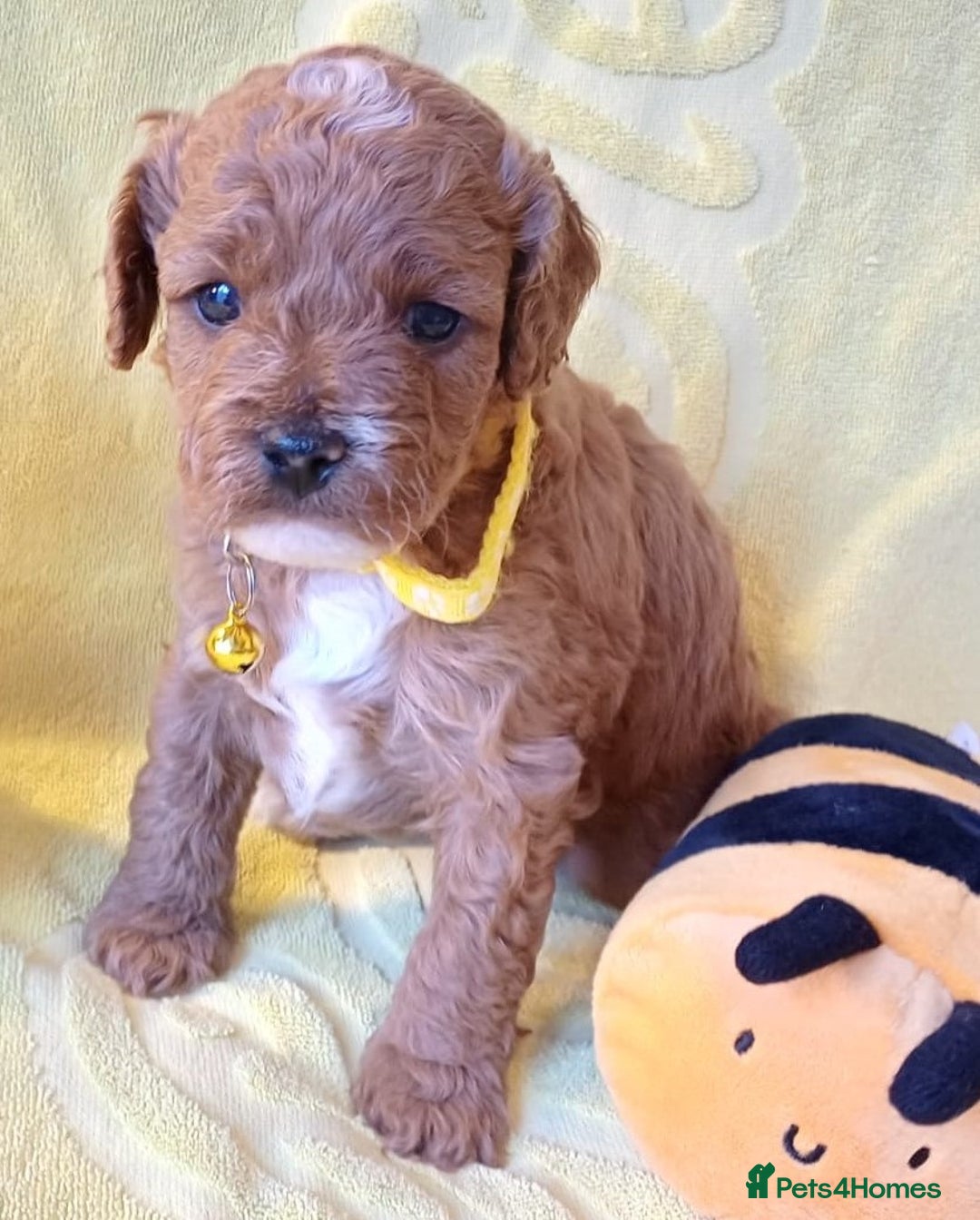 Cavapoo dogs for sale: F2 Cavapoo, Dog breeding license - Advert 18
