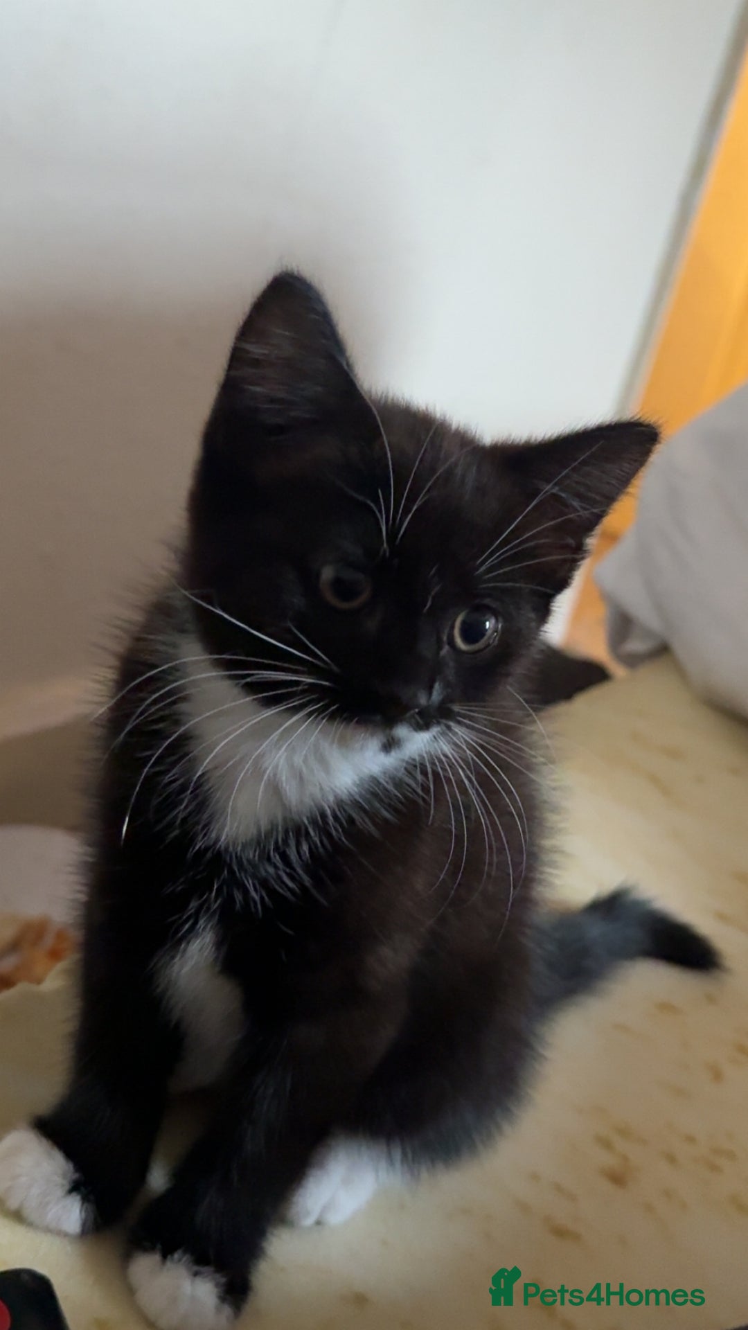 Maine Coon cats for sale: Mother and kitten  - Image 2