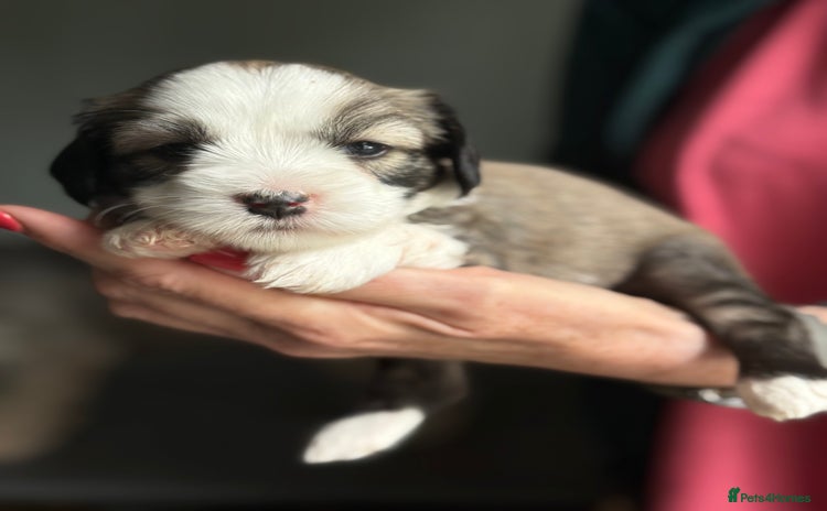 Tibetan Terrier dogs - Advert 1