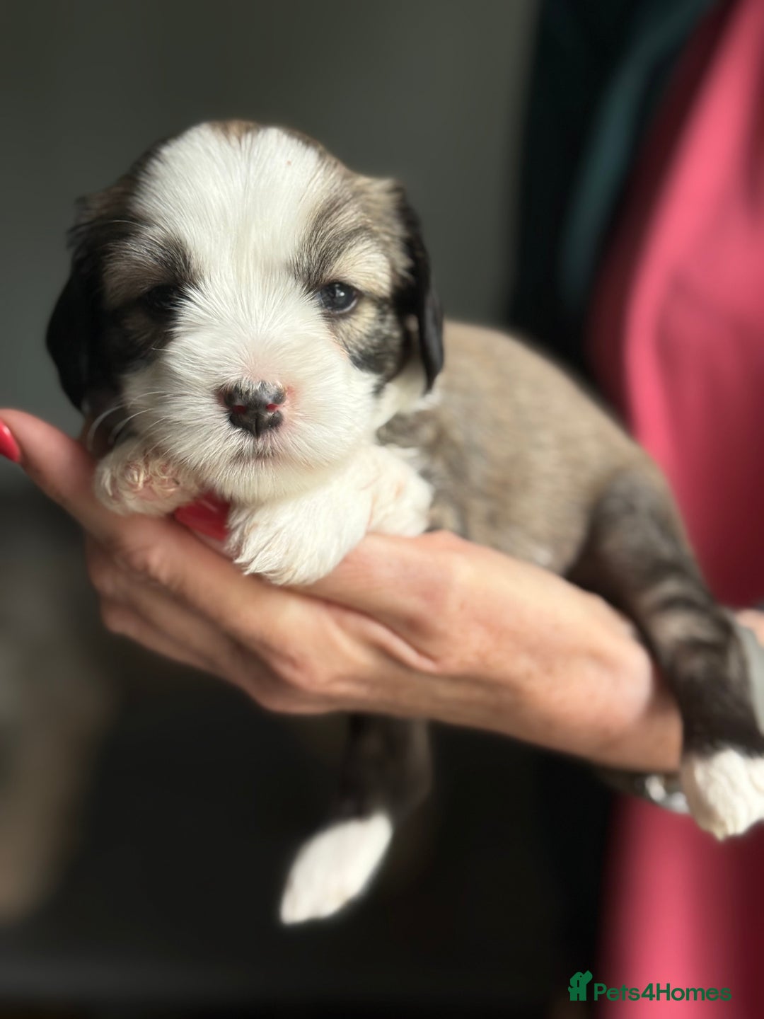 Tibetan Terrier dogs for sale: Gold Sable & White Tibetan Terrier Girl - Image 1