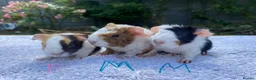 Guinea Pig rodents for sale: Teddy, Abyssinian and longhaired guinea pig pups - Advert 17
