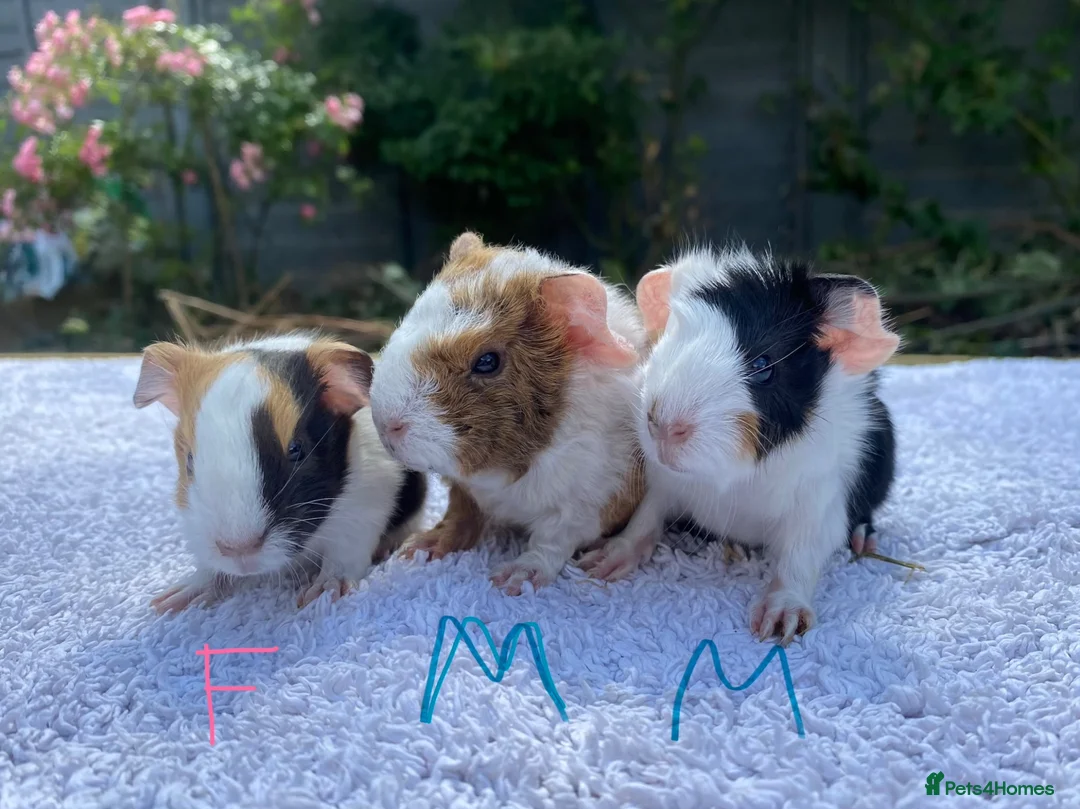 Guinea Pig rodents for sale: Teddy, Abyssinian and longhaired guinea pig pups - Advert 17