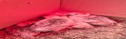 Turkeys poultry for sale: Bourbon turkey chicks for sale  - Advert 4