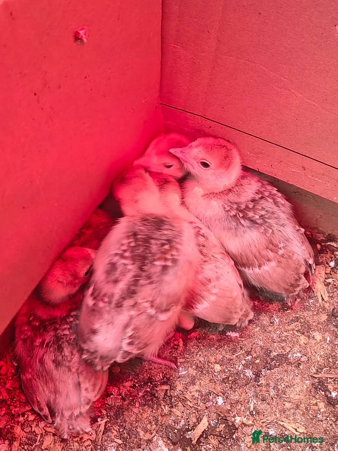 Turkeys poultry for sale: Bourbon turkey chicks for sale  - Advert 4