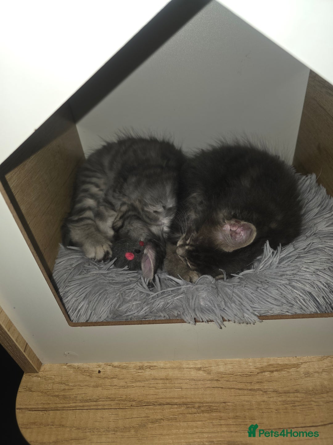 Maine Coon cats for sale: Maine Coon kittens  - Advert 17