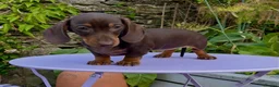 Miniature Dachshund dogs for sale: Chocolate & tan mini smooth dachshund puppy - Advert 3