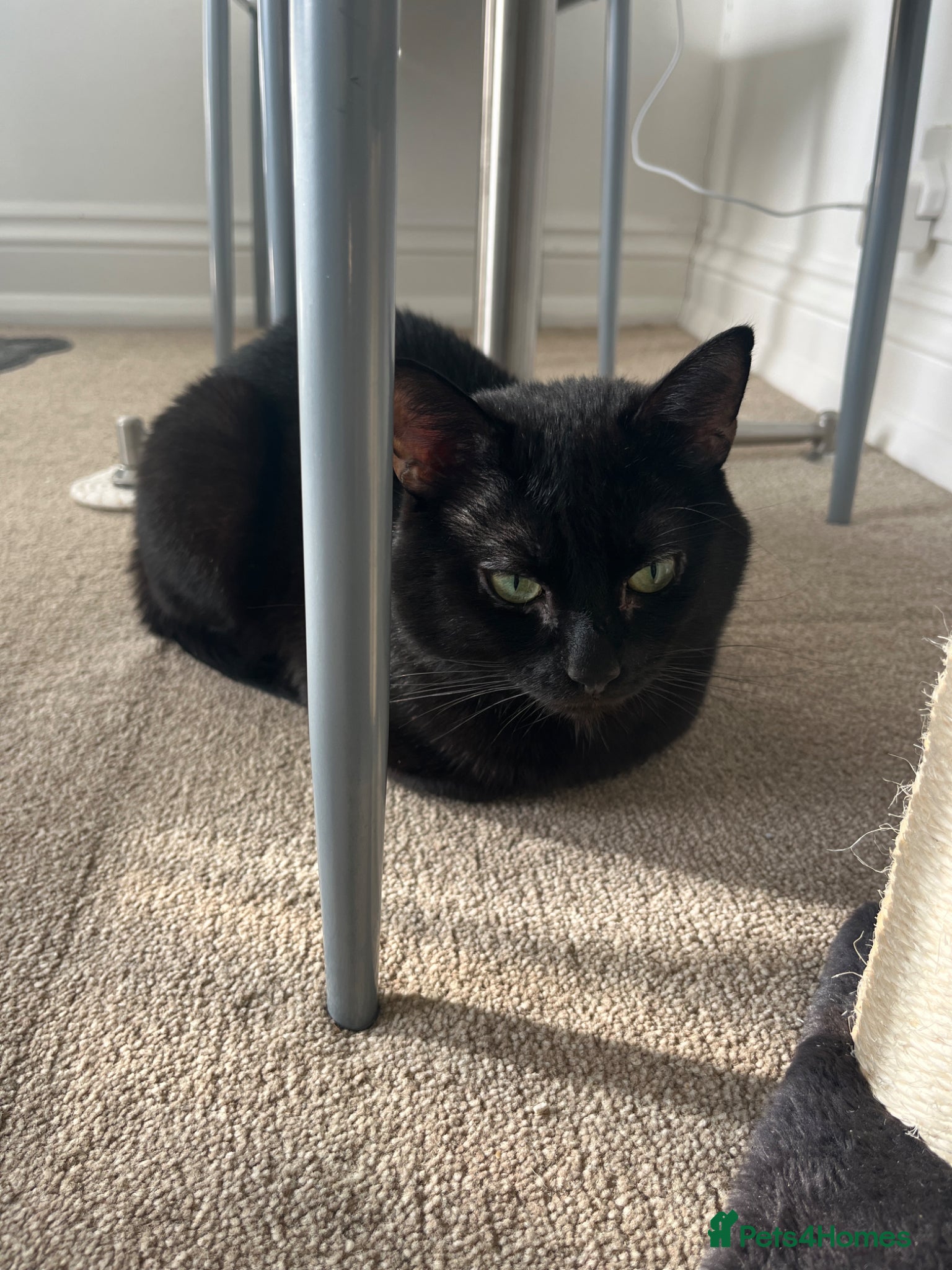 Mixed Breed cats Male 1 year old  - Advert 1