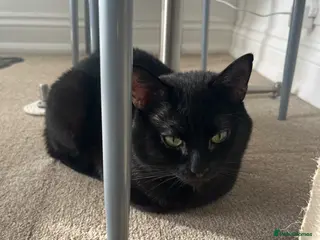 Mixed Breed cats Male 1 year old - Advert 1