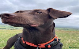 Mixed Breed dogs for adoption: Poppi chocolate Lab cross pointer - Advert 11