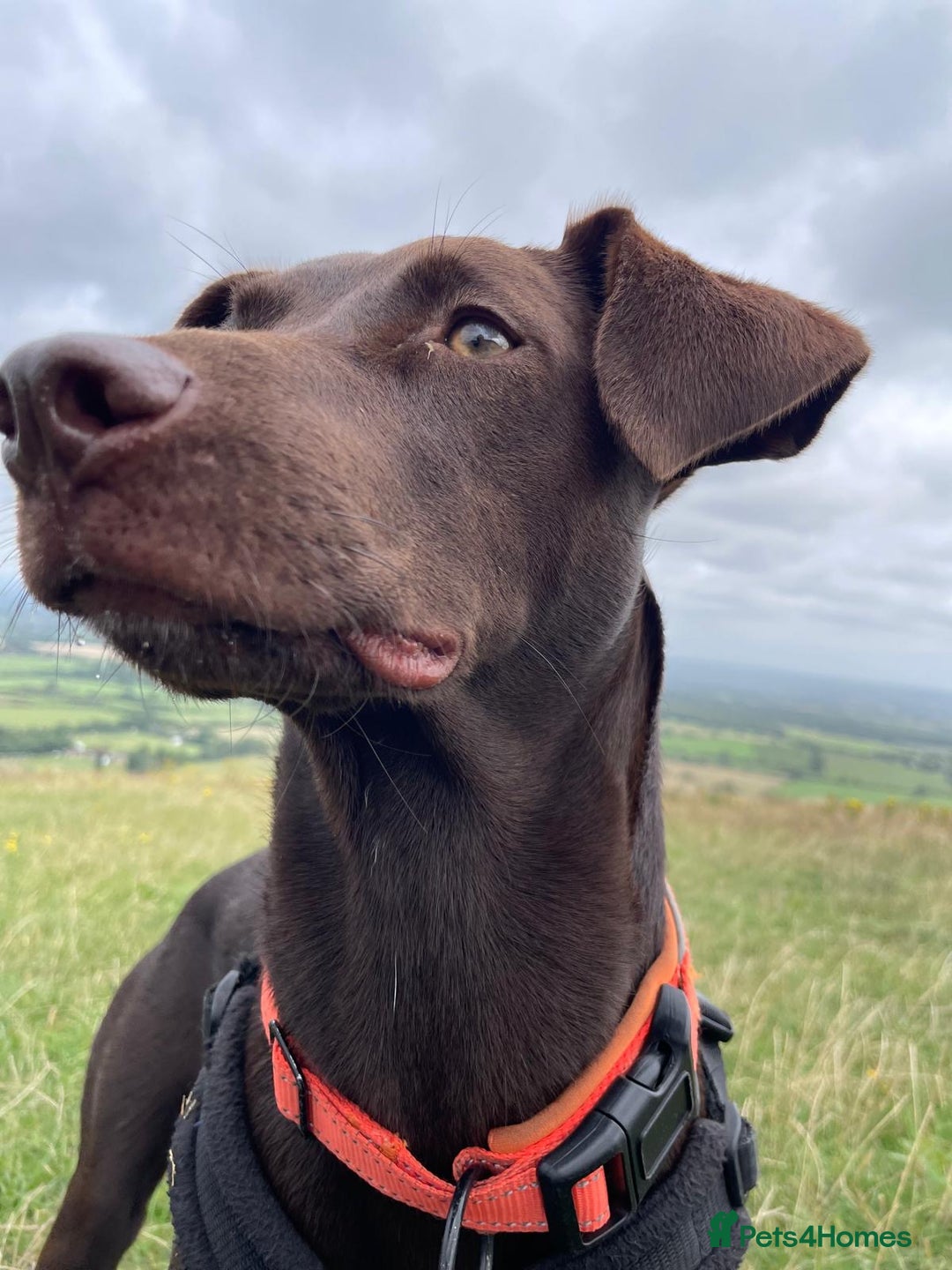 Mixed Breed dogs for adoption: Poppi chocolate Lab cross pointer - Advert 11