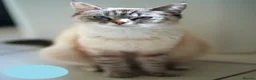 Mixed Breed cats for sale: 3 Siamese and Ragdoll mixed kittens - Advert 18