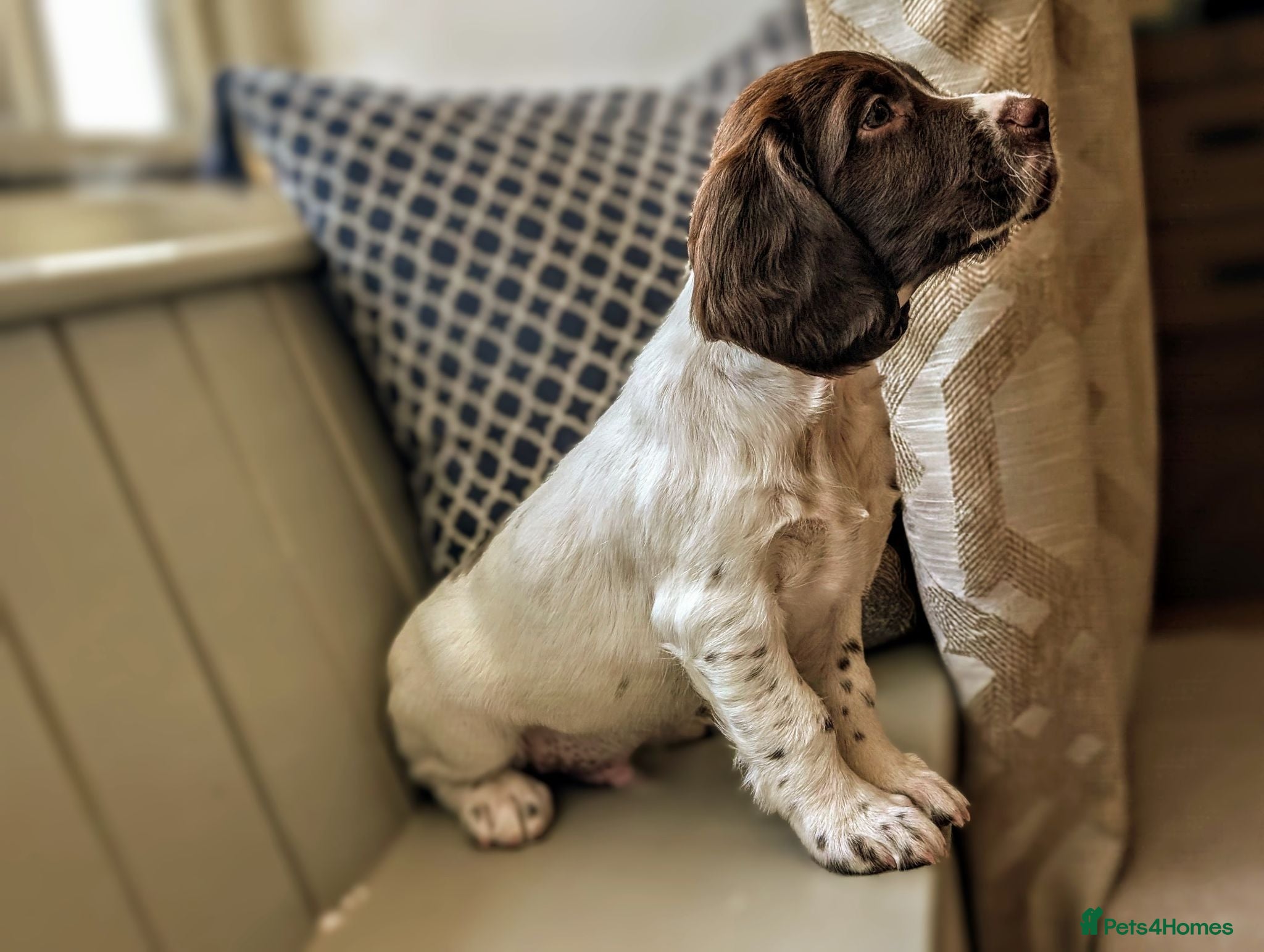 English Springer Spaniel dogs KC Registered English Springer Spaniel Puppies - Advert 2