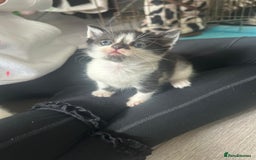 Mixed Breed cats for sale: 6 Stunning Kittens  - Image 2