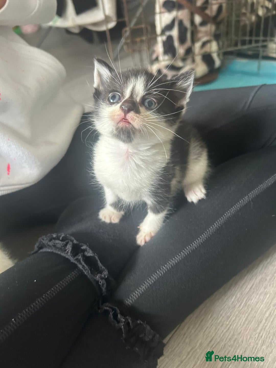 Mixed Breed cats for sale: 6 Stunning Kittens  - Image 2