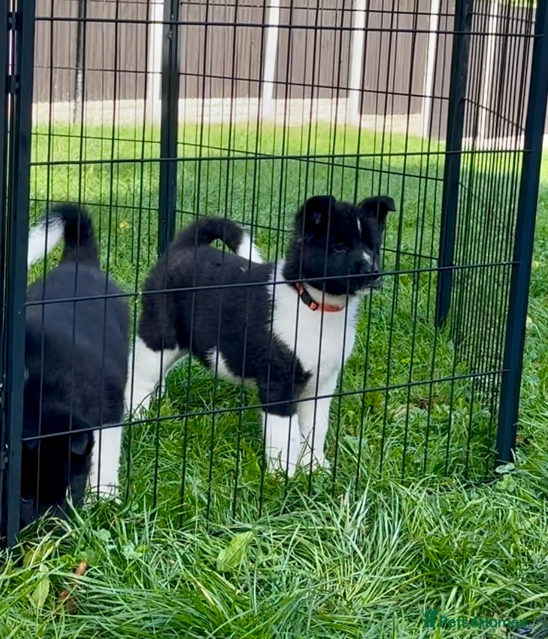 Akita dogs for sale: Quality KC Registered American Akita Puppies - Image 37