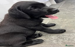 Labrador Retriever dogs for sale: Ready now from Plettenberg Labradors, KC Reg. - Image 16