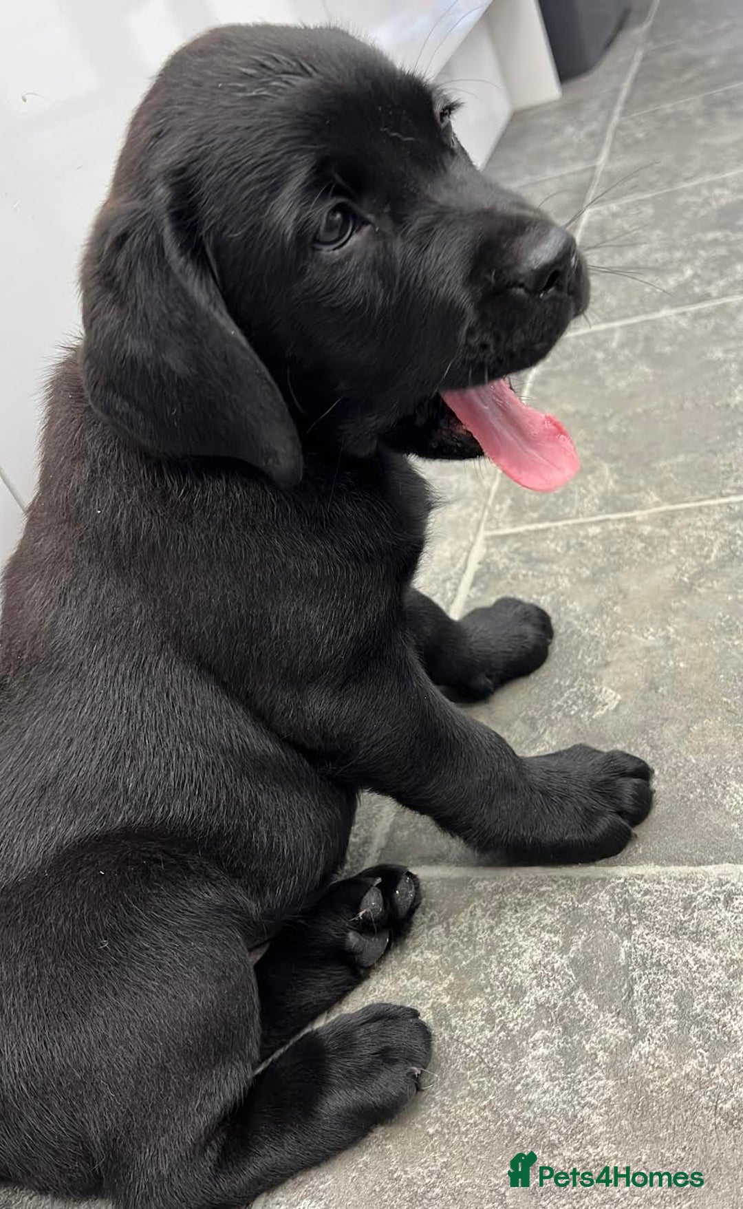 Labrador Retriever dogs for sale: Ready now from Plettenberg Labradors, KC Reg. - Image 16